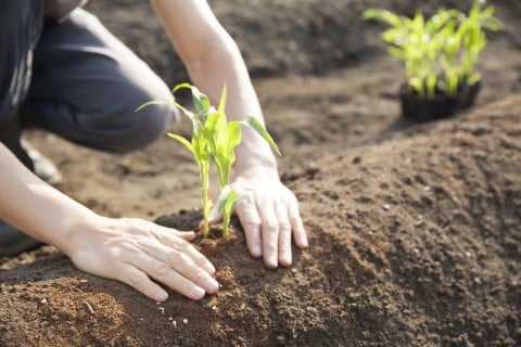 土壌の保水性や通気性を改善